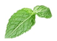 Hoja de albahaca